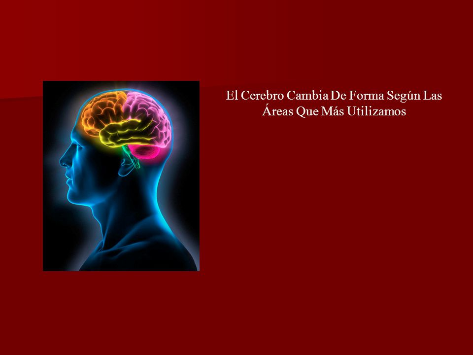 El Cerebro Cambia De Forma Según Las Áreas Que Más Utilizamos