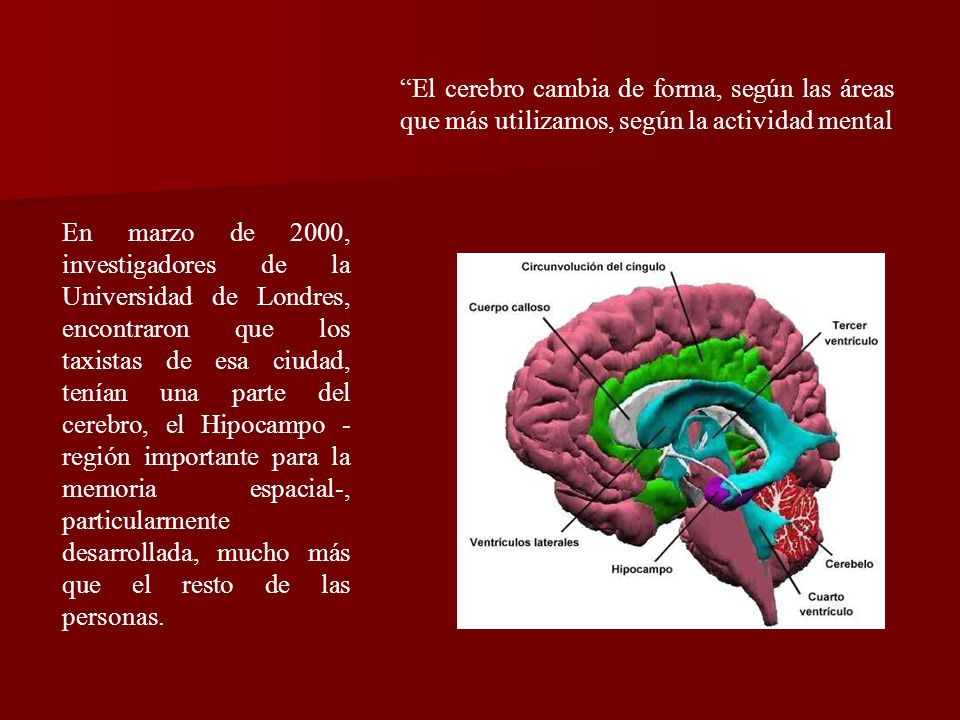 El cerebro cambia de forma, según las áreas que más utilizamos, según la actividad mental