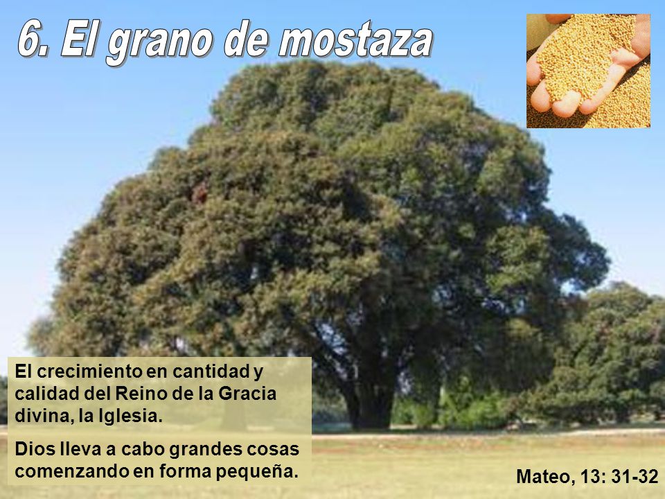 6. El grano de mostaza El crecimiento en cantidad y calidad del Reino de la Gracia divina, la Iglesia.