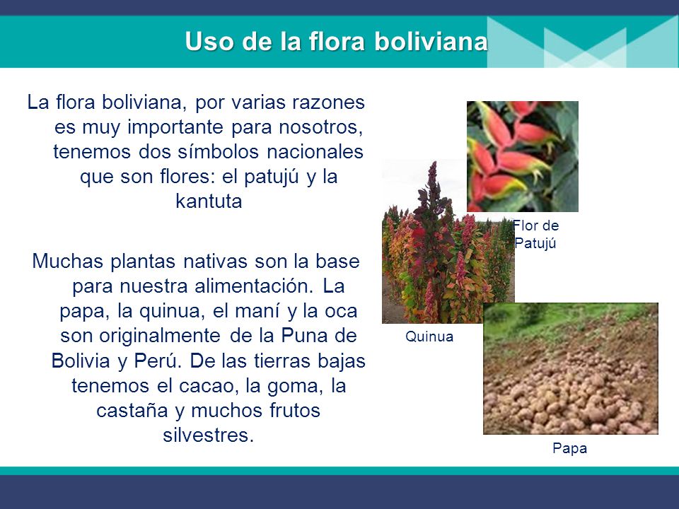 Uso de la flora boliviana