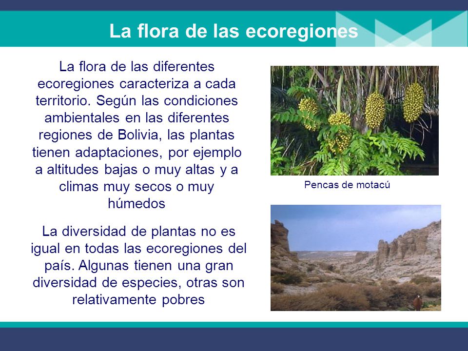 La flora de las ecoregiones