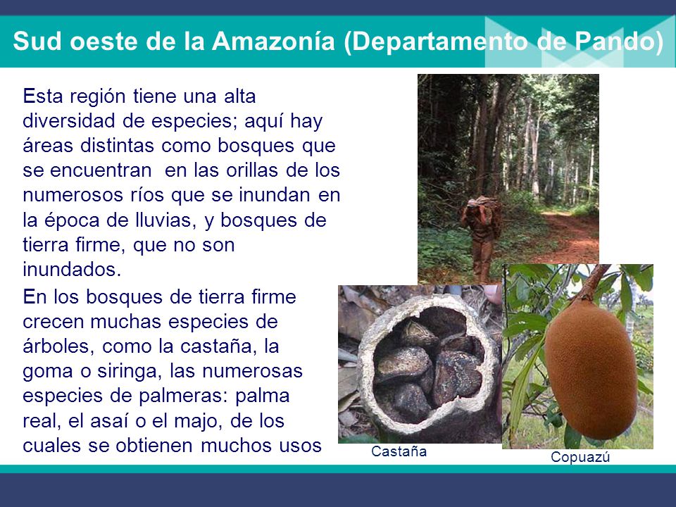 Sud oeste de la Amazonía (Departamento de Pando)
