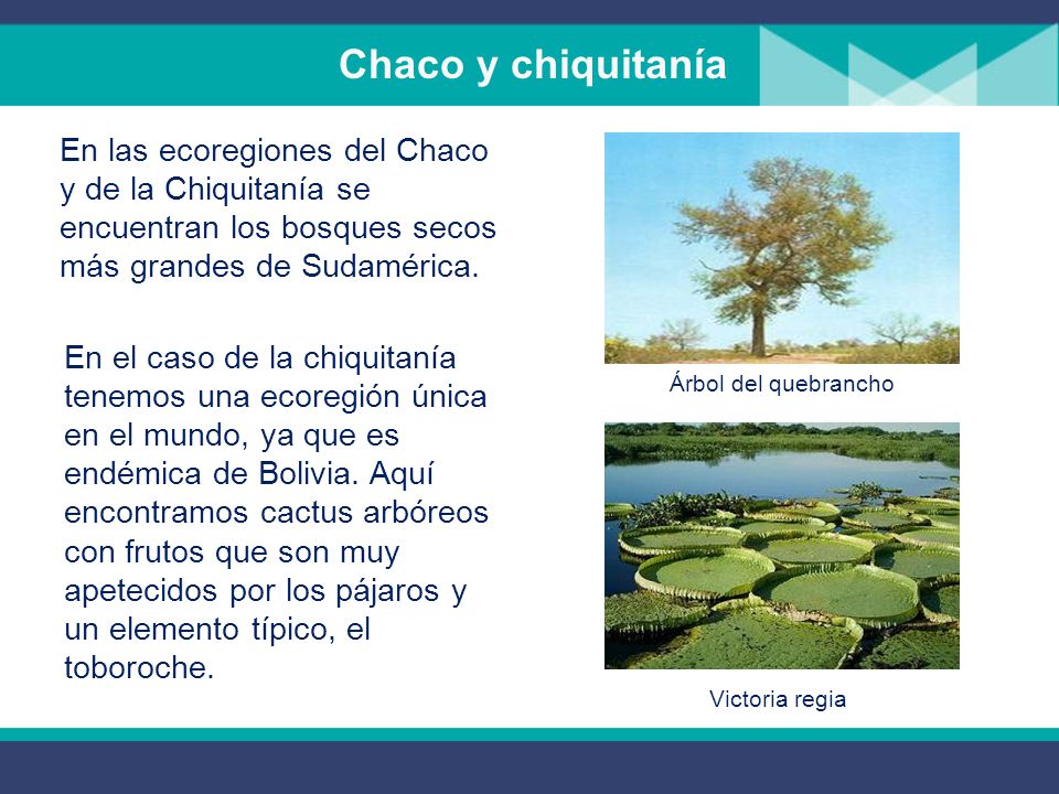 Chaco y chiquitanía En las ecoregiones del Chaco y de la Chiquitanía se encuentran los bosques secos más grandes de Sudamérica.