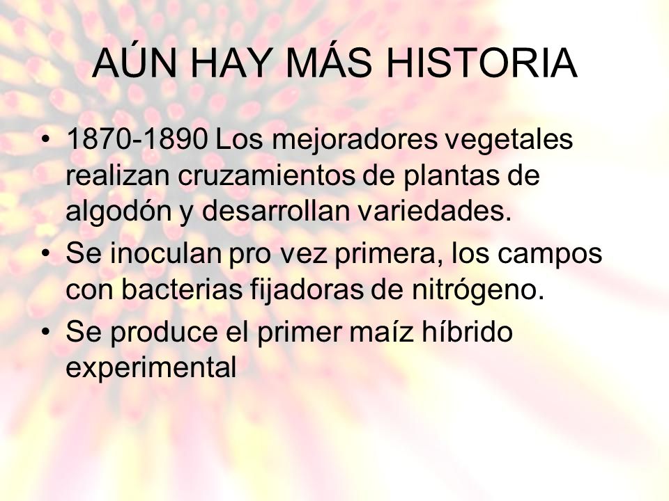 AÚN HAY MÁS HISTORIA Los mejoradores vegetales realizan cruzamientos de plantas de algodón y desarrollan variedades.