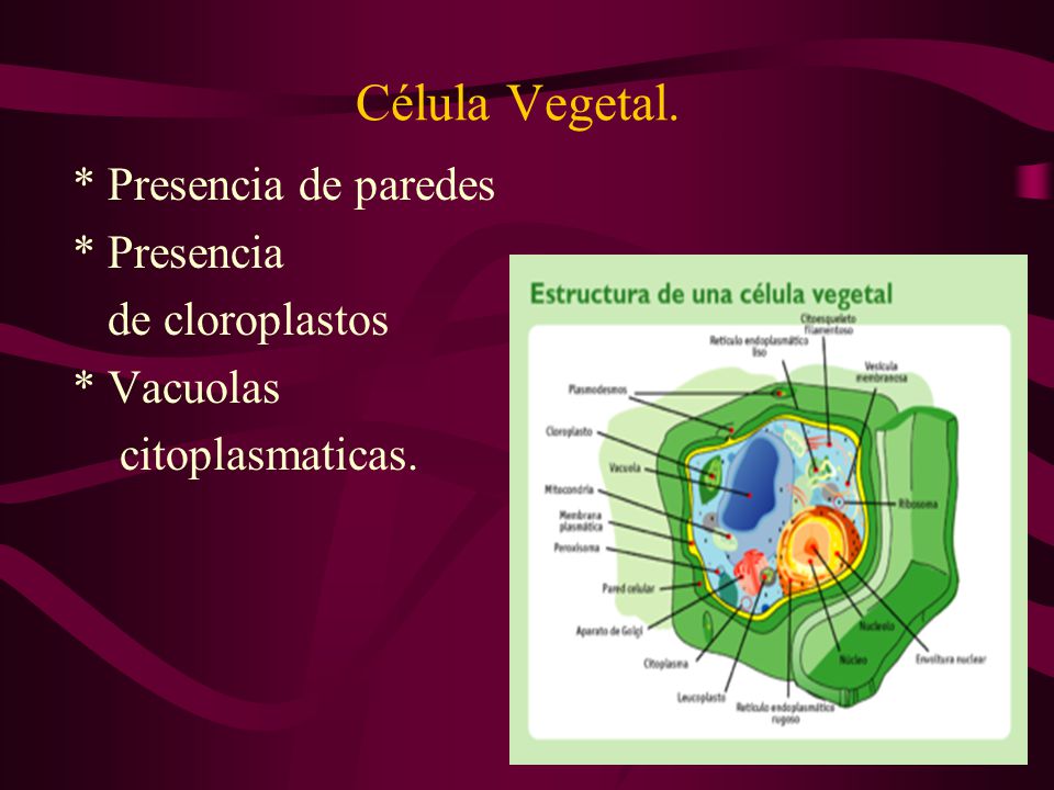 Célula Vegetal. * Presencia de paredes * Presencia de cloroplastos