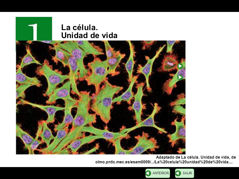 La célula. Unidad de vida Adaptado de La célula. Unidad de vida, de