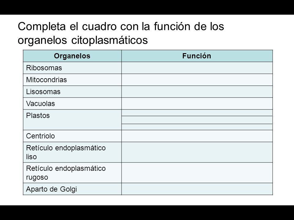 Completa el cuadro con la función de los organelos citoplasmáticos