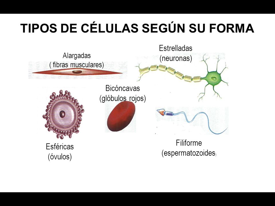 TIPOS DE CÉLULAS SEGÚN SU FORMA