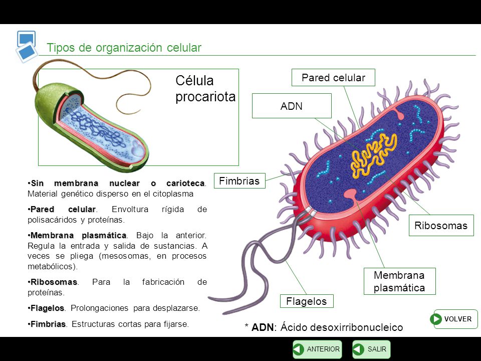 Célula procariota Tipos de organización celular Pared celular ADN