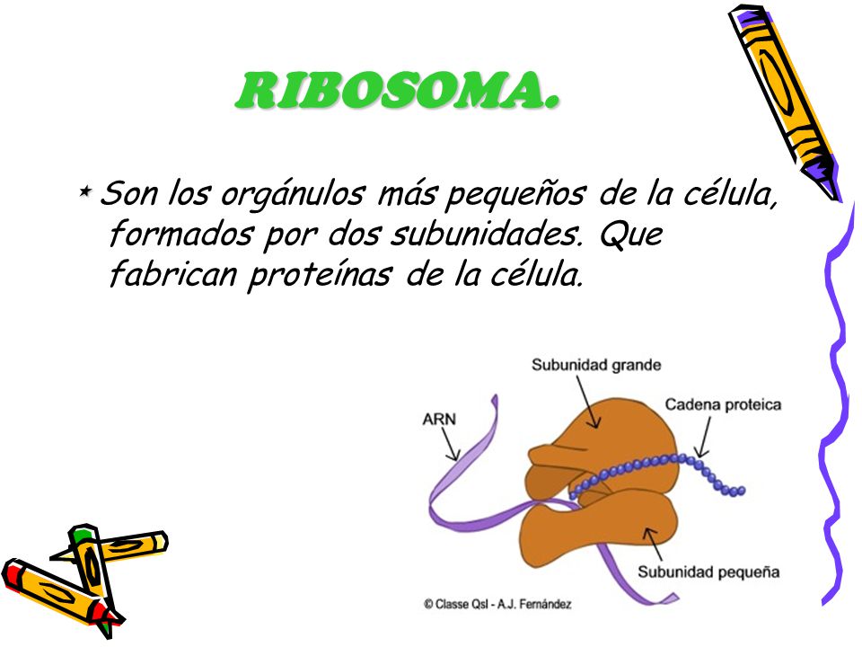 RIBOSOMA. * Son los orgánulos más pequeños de la célula, formados por dos subunidades.