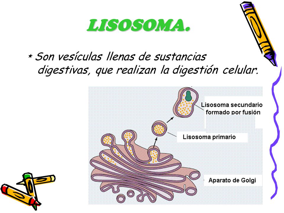 LISOSOMA. * Son vesículas llenas de sustancias digestivas, que realizan la digestión celular.