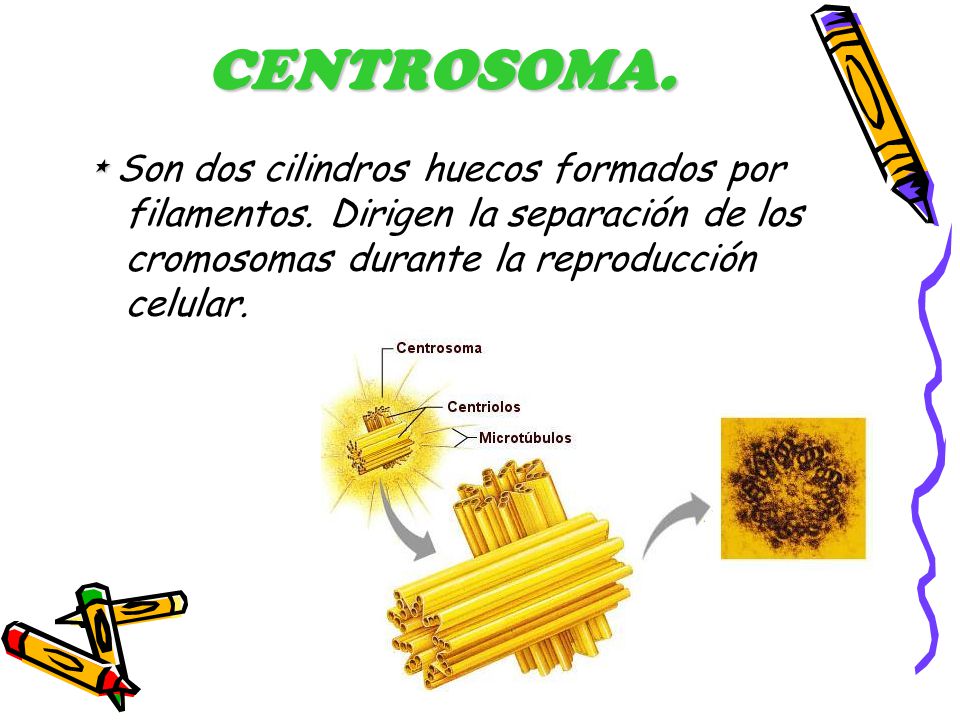 CENTROSOMA. * Son dos cilindros huecos formados por filamentos.