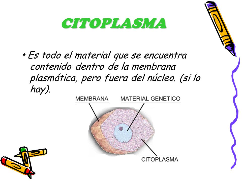 CITOPLASMA * Es todo el material que se encuentra contenido dentro de la membrana plasmática, pero fuera del núcleo.