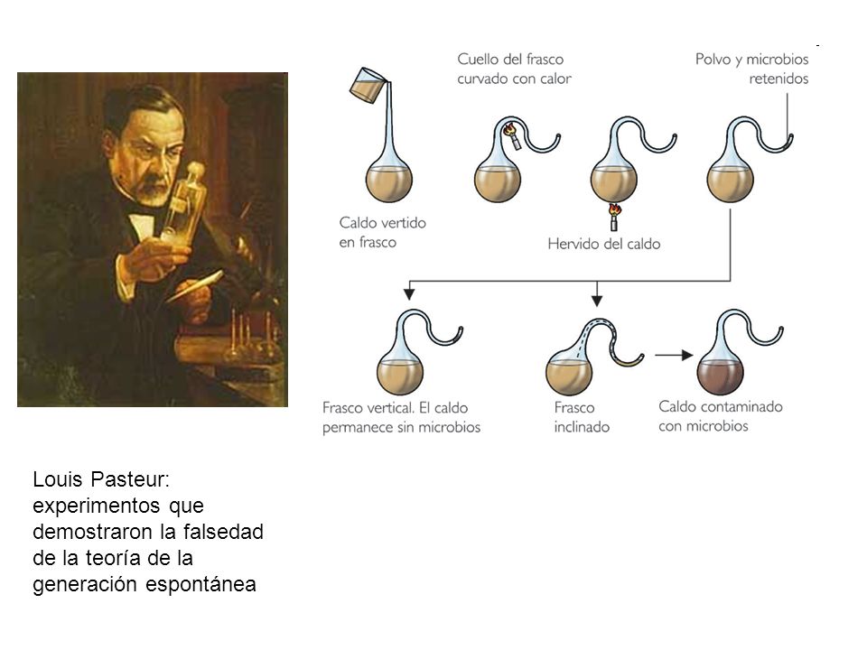 Louis Pasteur: experimentos que demostraron la falsedad de la teoría de la generación espontánea