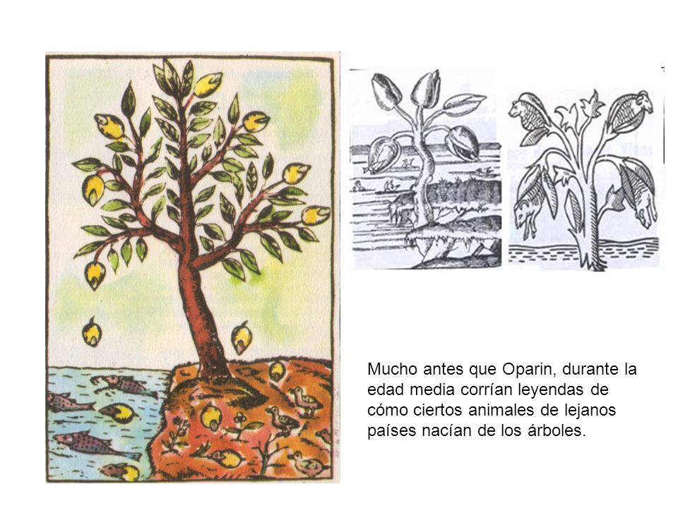 Mucho antes que Oparin, durante la edad media corrían leyendas de cómo ciertos animales de lejanos países nacían de los árboles.