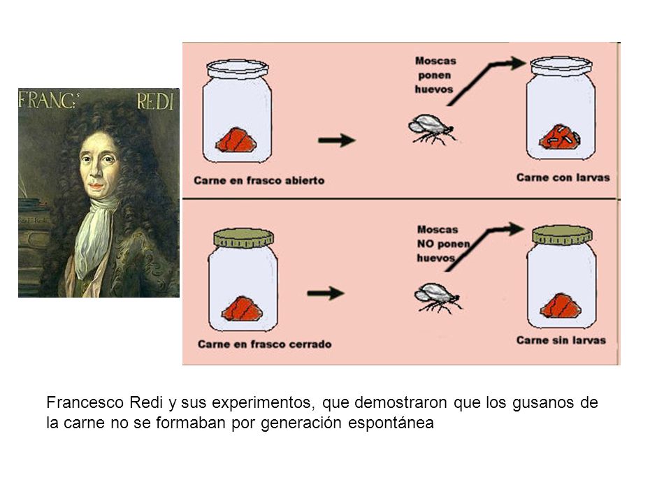 Francesco Redi y sus experimentos, que demostraron que los gusanos de la carne no se formaban por generación espontánea