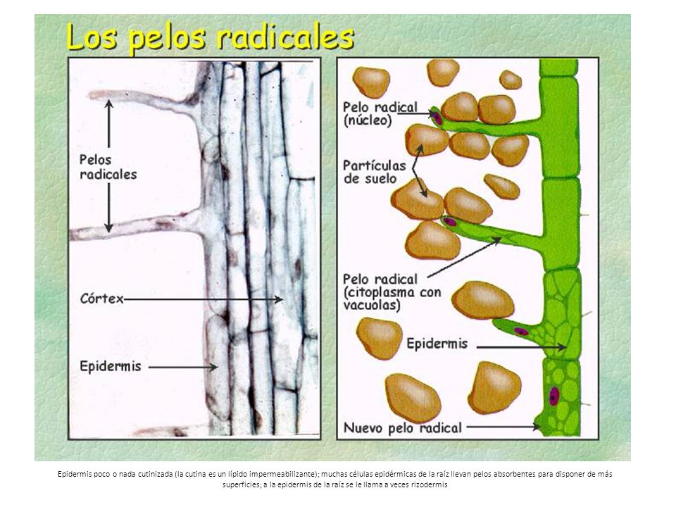 Epidermis poco o nada cutinizada (la cutina es un lípido impermeabilizante); muchas células epidérmicas de la raíz llevan pelos absorbentes para disponer de más superficies; a la epidermis de la raíz se le llama a veces rizodermis