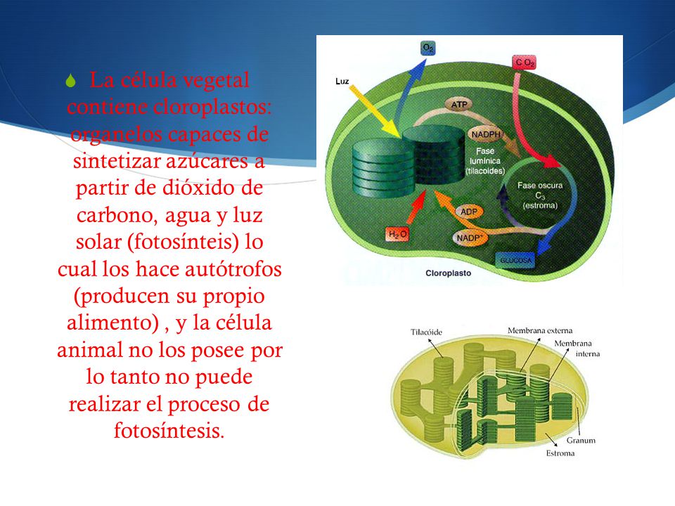 La célula vegetal contiene cloroplastos: organelos capaces de sintetizar azúcares a partir de dióxido de carbono, agua y luz solar (fotosínteis) lo cual los hace autótrofos (producen su propio alimento) , y la célula animal no los posee por lo tanto no puede realizar el proceso de fotosíntesis.
