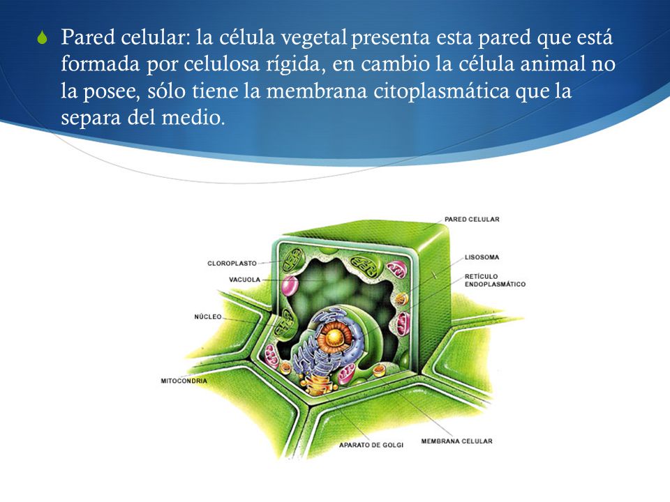 Pared celular: la célula vegetal presenta esta pared que está formada por celulosa rígida, en cambio la célula animal no la posee, sólo tiene la membrana citoplasmática que la separa del medio.