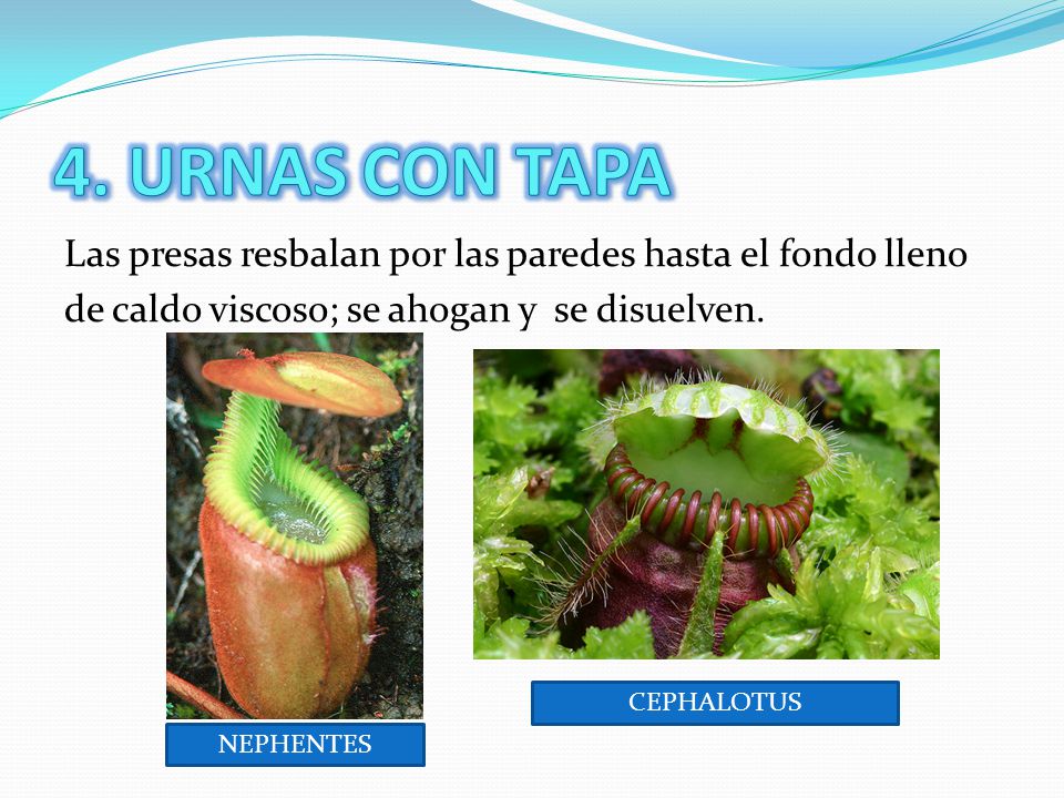 4. URNAS CON TAPA Las presas resbalan por las paredes hasta el fondo lleno de caldo viscoso; se ahogan y se disuelven.