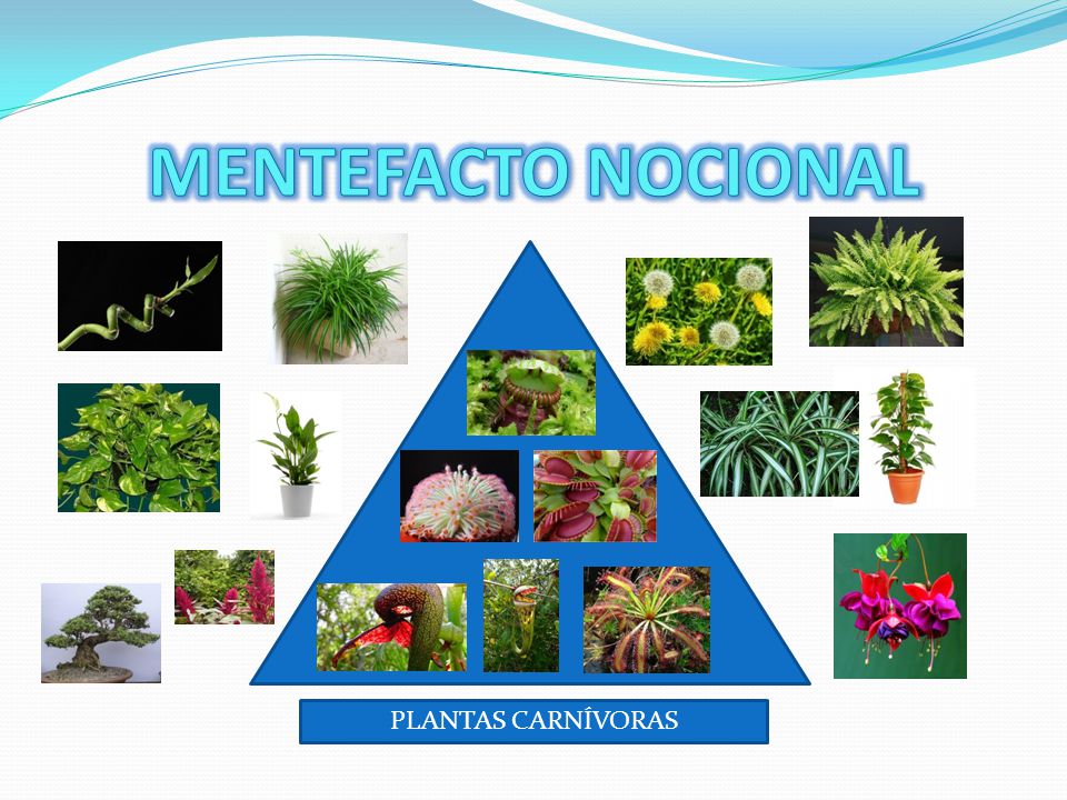 MENTEFACTO NOCIONAL PLANTAS CARNÍVORAS