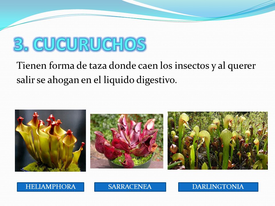 3. CUCURUCHOS Tienen forma de taza donde caen los insectos y al querer salir se ahogan en el liquido digestivo.