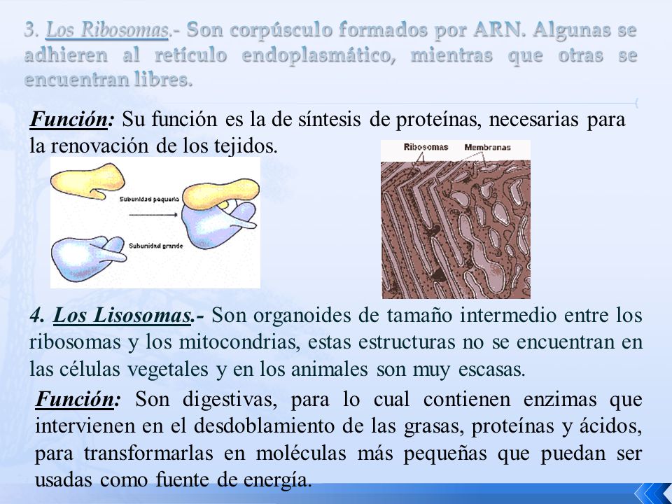 3. Los Ribosomas. - Son corpúsculo formados por ARN