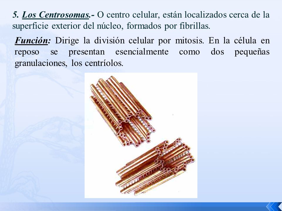 5. Los Centrosomas.- O centro celular, están localizados cerca de la superficie exterior del núcleo, formados por fibrillas.
