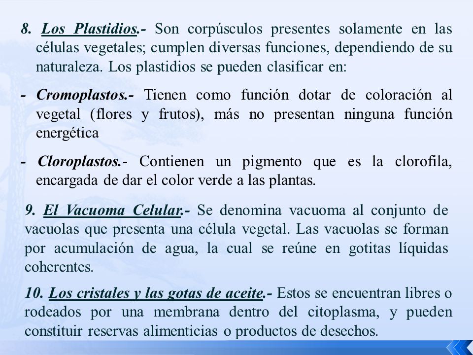 8. Los Plastidios.- Son corpúsculos presentes solamente en las células vegetales; cumplen diversas funciones, dependiendo de su naturaleza. Los plastidios se pueden clasificar en: