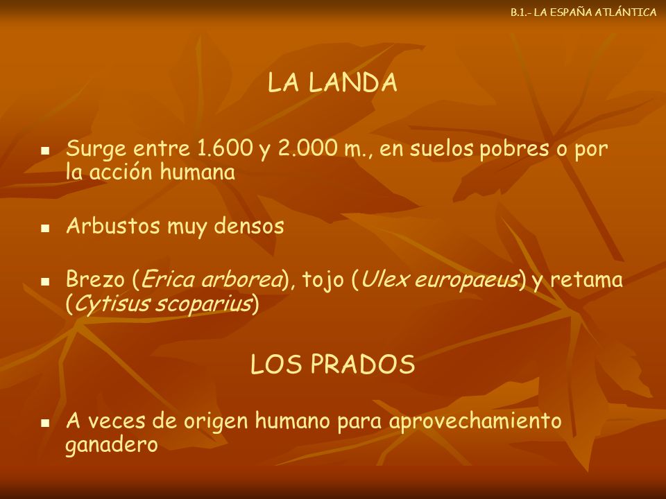 B.1.- LA ESPAÑA ATLÁNTICA LA LANDA. Surge entre y m., en suelos pobres o por la acción humana.