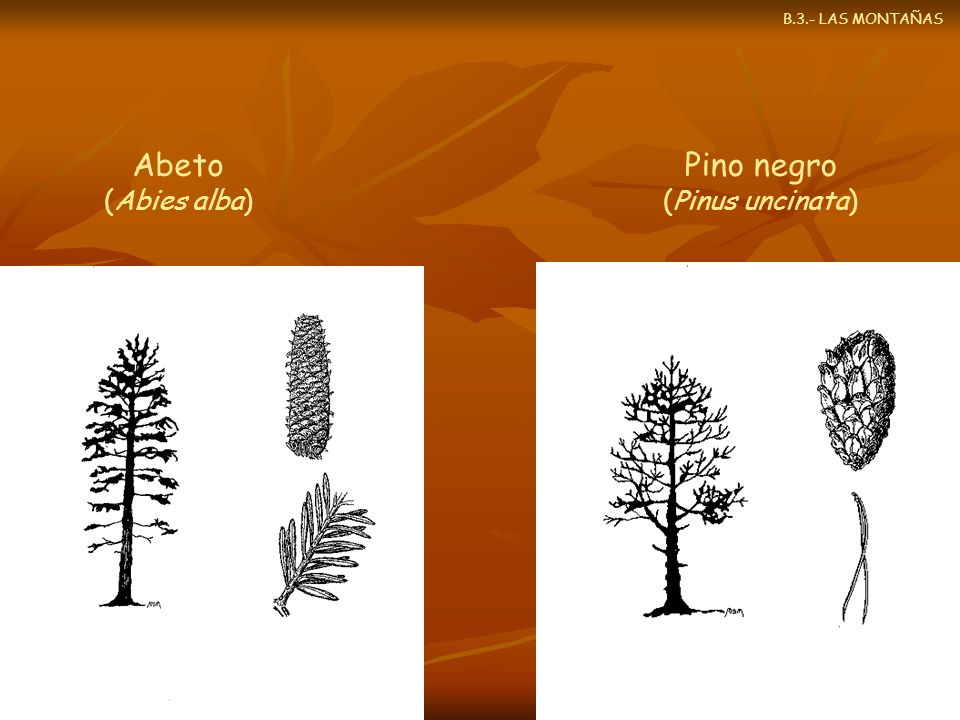 B.3.- LAS MONTAÑAS Abeto (Abies alba) Pino negro (Pinus uncinata)