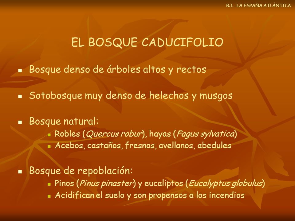 EL BOSQUE CADUCIFOLIO Bosque denso de árboles altos y rectos