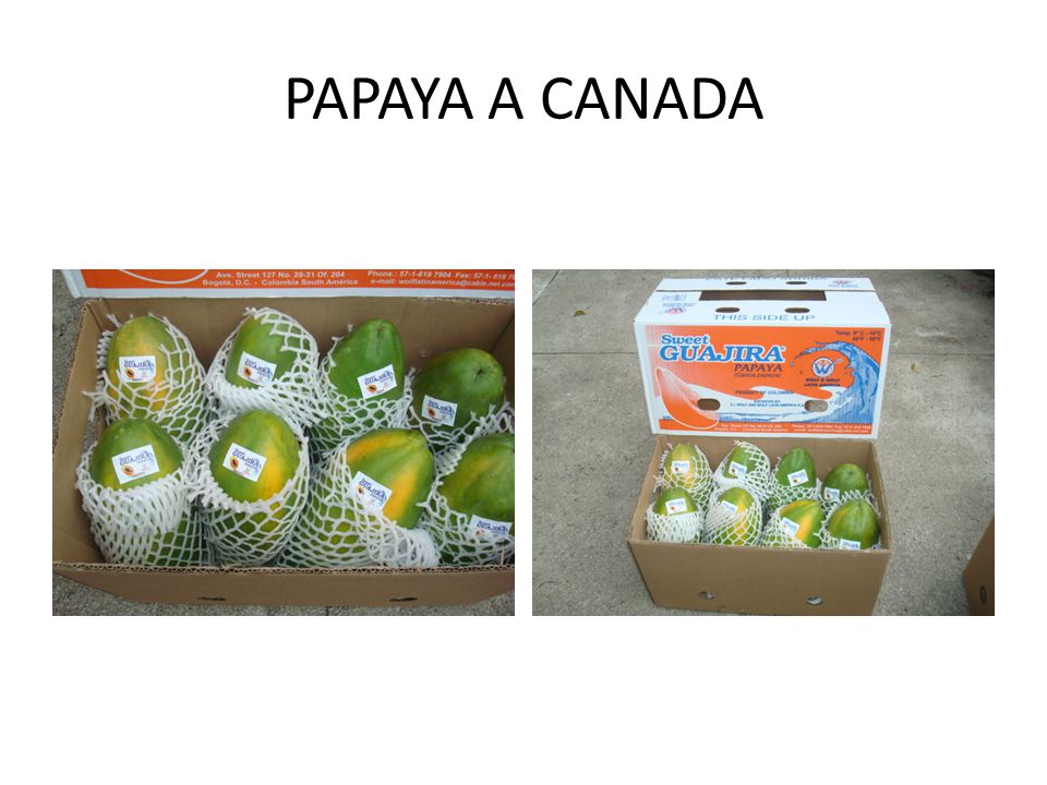 PAPAYA A CANADA