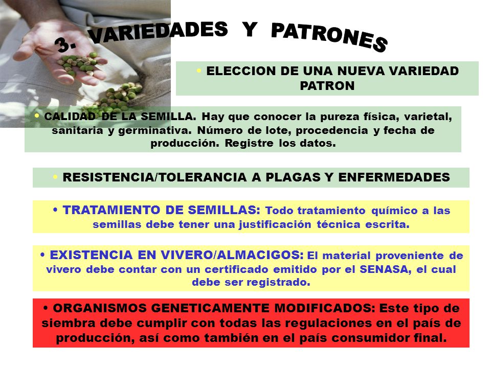 3. VARIEDADES Y PATRONES ELECCION DE UNA NUEVA VARIEDAD PATRON