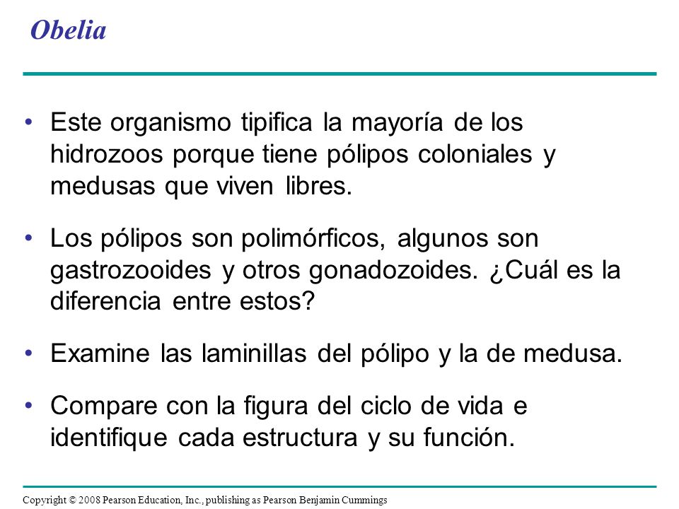 Obelia Este organismo tipifica la mayoría de los hidrozoos porque tiene pólipos coloniales y medusas que viven libres.