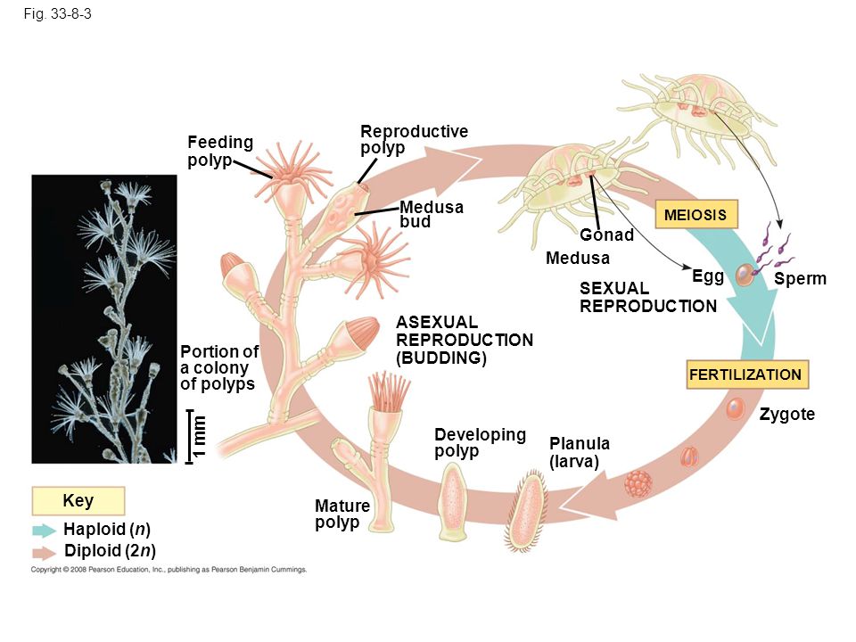 Reproductive polyp Feeding polyp Medusa bud Gonad Medusa Egg Sperm