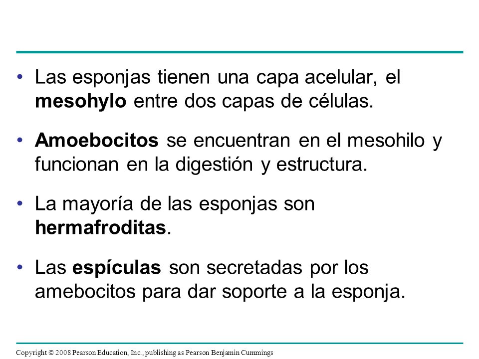 Las esponjas tienen una capa acelular, el mesohylo entre dos capas de células.