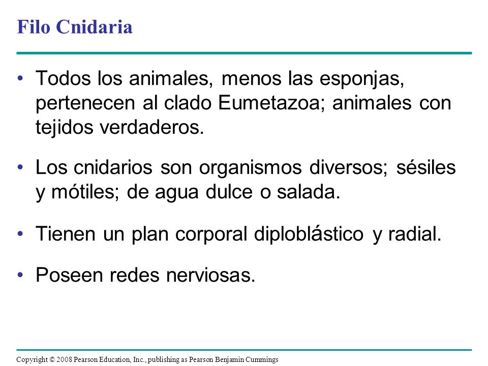 Filo Cnidaria Todos los animales, menos las esponjas, pertenecen al clado Eumetazoa; animales con tejidos verdaderos.