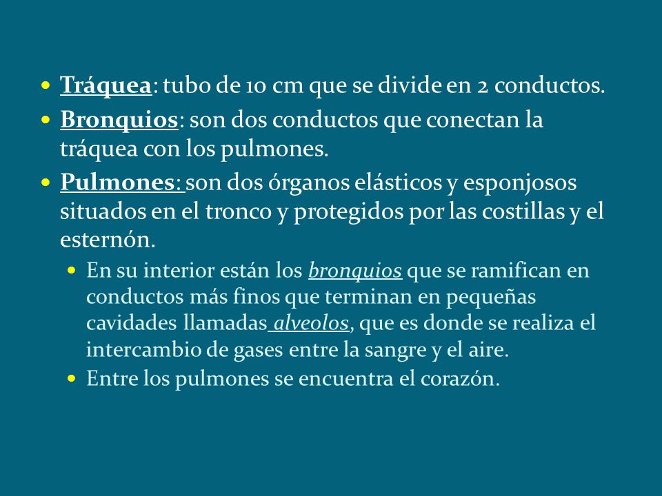 Tráquea: tubo de 10 cm que se divide en 2 conductos.
