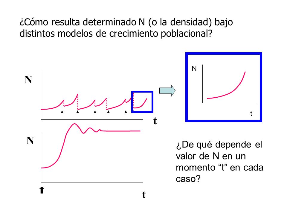 ¿Cómo resulta determinado N (o la densidad) bajo distintos modelos de crecimiento poblacional