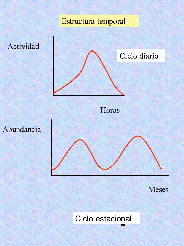 Estructura temporal Actividad Ciclo diario Horas Abundancia Meses Ciclo estacional