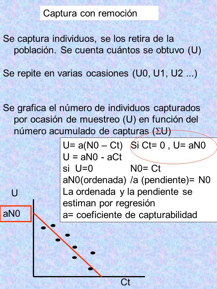 Captura con remoción Se captura individuos, se los retira de la población. Se cuenta cuántos se obtuvo (U)