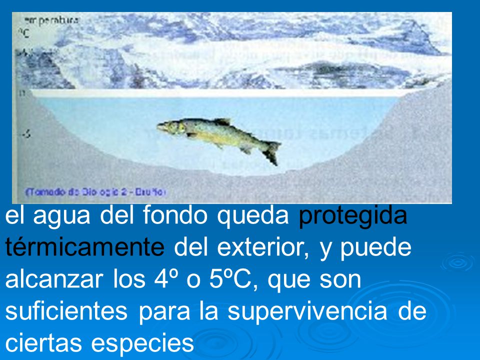 el agua del fondo queda protegida térmicamente del exterior, y puede alcanzar los 4º o 5ºC, que son suficientes para la supervivencia de ciertas especies