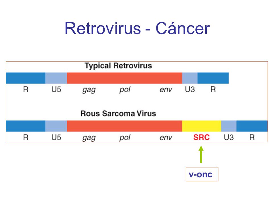 Retrovirus - Cáncer v-onc