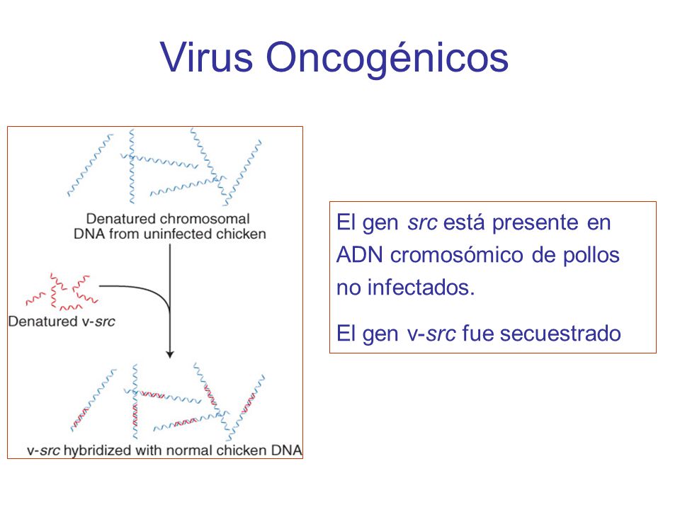 Virus Oncogénicos El gen src está presente en ADN cromosómico de pollos no infectados.