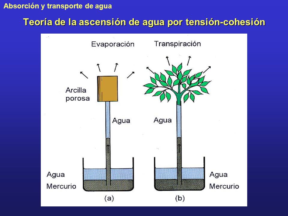 Teoría de la ascensión de agua por tensión-cohesión
