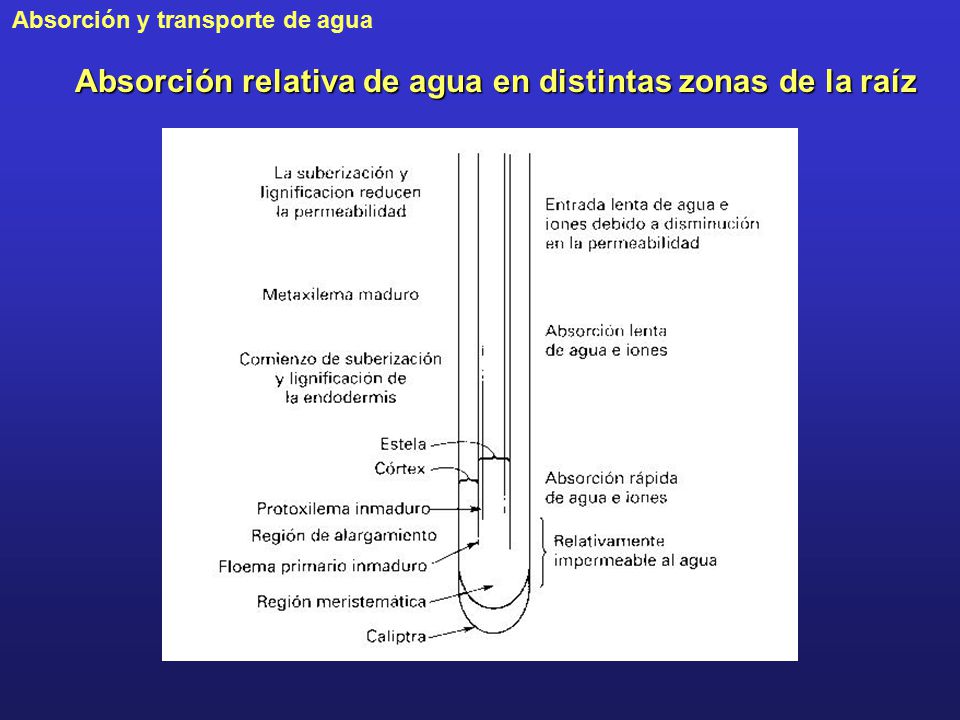 Absorción relativa de agua en distintas zonas de la raíz