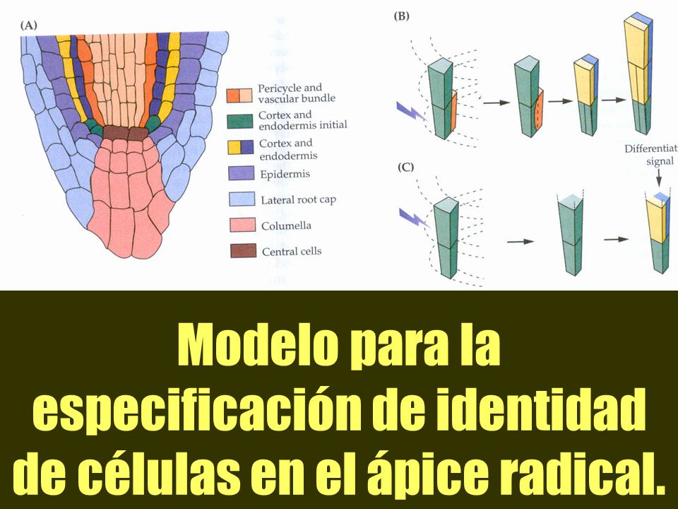 Modelo para la especificación de identidad de células en el ápice radical.