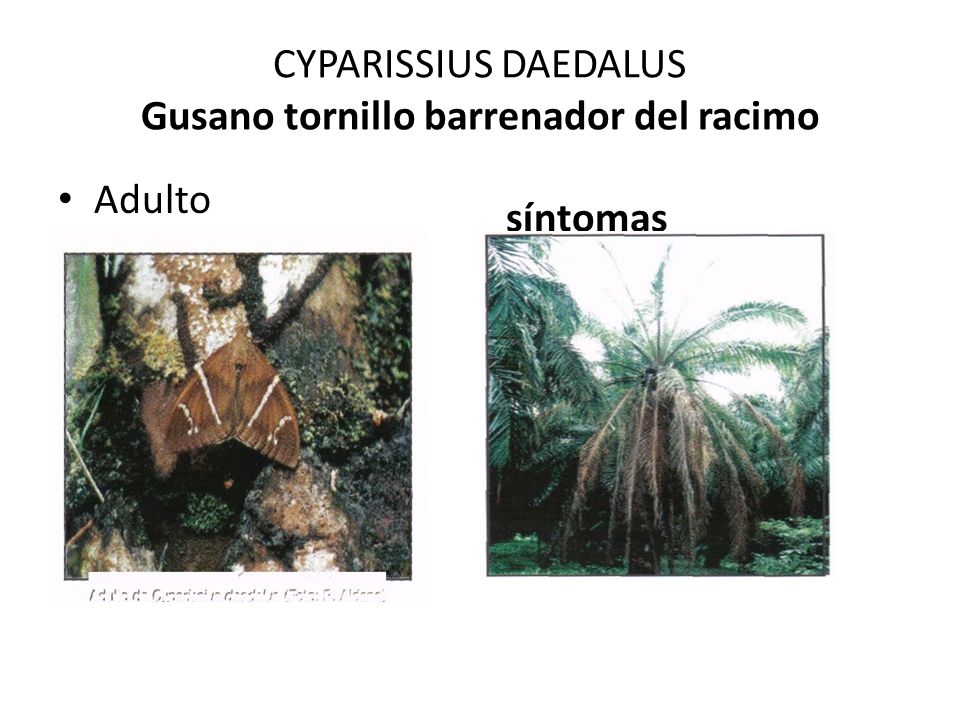 CYPARISSIUS DAEDALUS Gusano tornillo barrenador del racimo síntomas