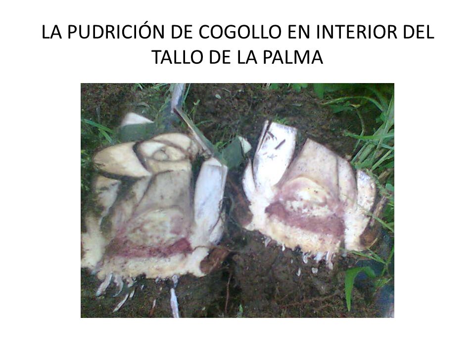 LA PUDRICIÓN DE COGOLLO EN INTERIOR DEL TALLO DE LA PALMA